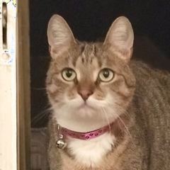 Luna, a tabby cat with a white chest and a pink collar
